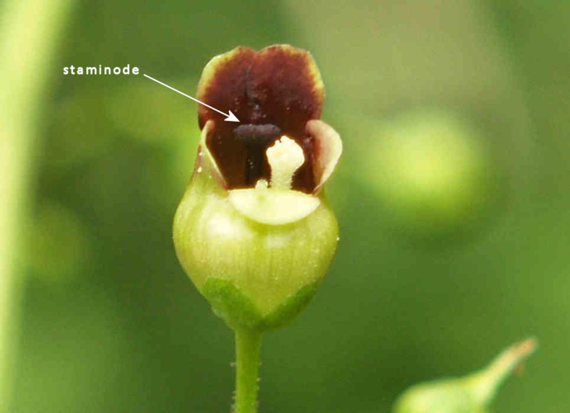 Figwort, Common flower